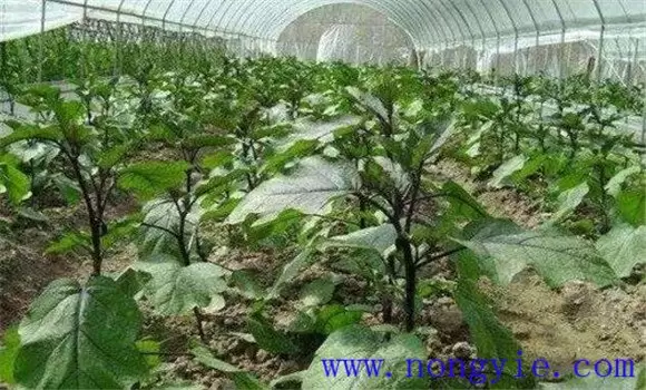 茄子定植注意事项与管理要点插图1