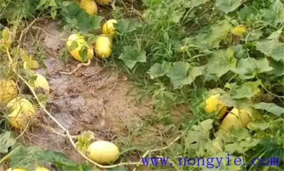 金丝瓜采收时间如何掌握 金丝瓜怎样保存贮藏插图1 金丝瓜采收时间如何掌握 金丝瓜怎样保存贮藏插图1