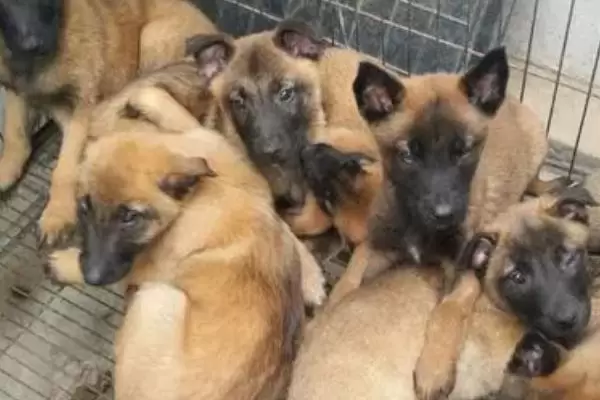马犬幼犬如何喂养,婴儿期每天需要喂三次插图2 马犬幼犬如何喂养,婴儿期每天需要喂三次插图2