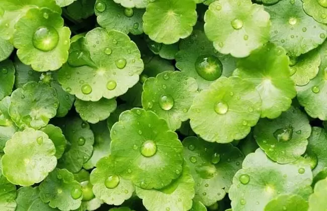 金钱草的产地分布插图