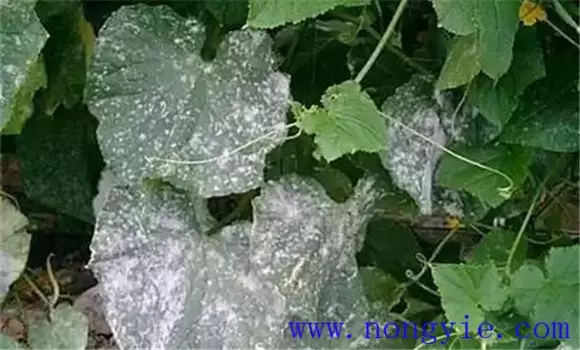 黄瓜白粉病发病原因、症状 黄瓜白粉病防治方法插图1