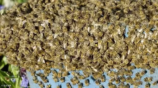 蜜蜂强盛时期我们该如何管理？来看看你都做对了吗？插图1