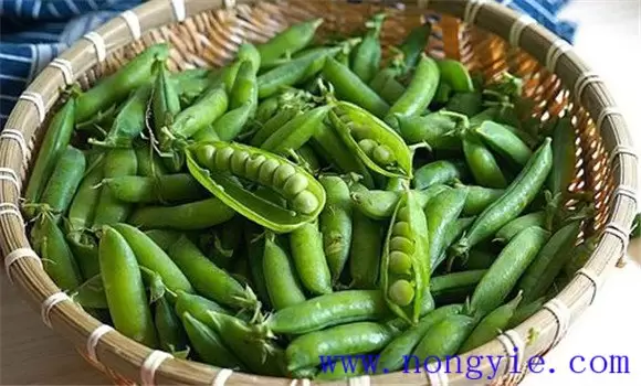 贼豆子产生的原因是什么 防止出现贼豆子的方法插图1 贼豆子产生的原因是什么 防止出现贼豆子的方法插图1