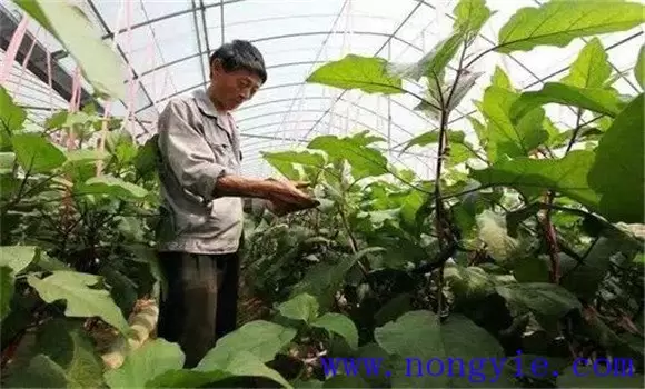 茄子双干整枝方法简介 为什么双干整枝能高产插图