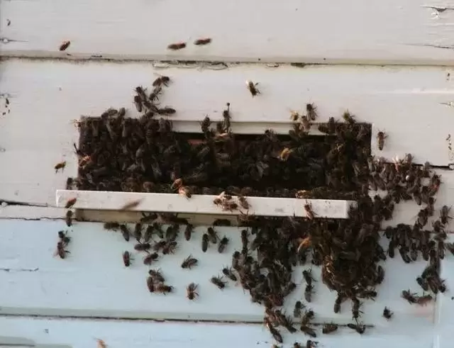 蜜蜂强盛时期我们该如何管理？来看看你都做对了吗？插图2