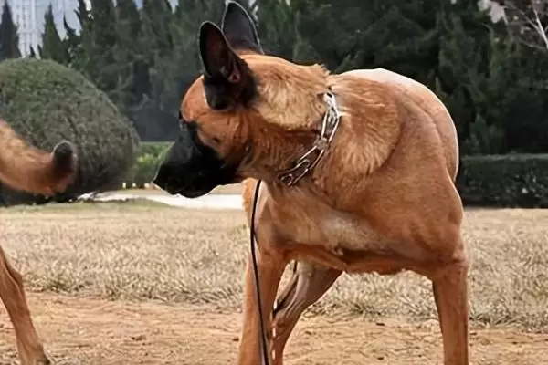 马犬幼犬如何喂养,婴儿期每天需要喂三次插图3 马犬幼犬如何喂养,婴儿期每天需要喂三次插图3