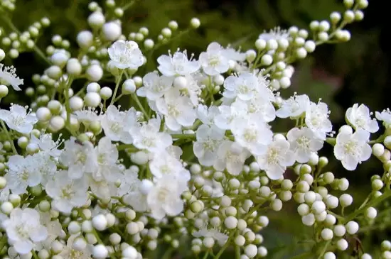 雪柳干枝多久发芽插图3