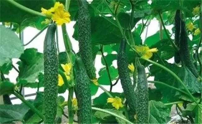 黄瓜生长周期有多长 一年能种几次 需注意哪些插图1