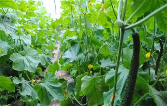 黄瓜栽培技术与管理:育苗、定植与管理插图3 黄瓜栽培技术与管理:育苗、定植与管理插图3