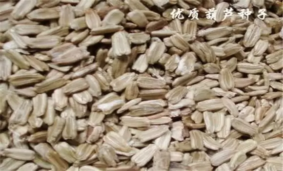 葫芦种子什么时候种最合适 葫芦种子怎么催芽插图2