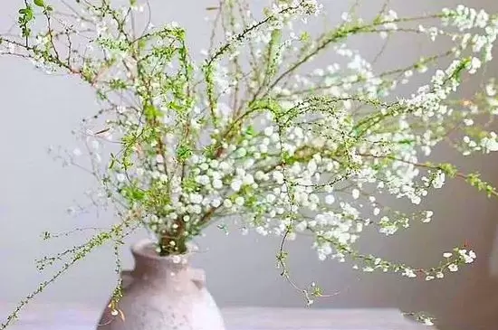 雪柳干枝多久发芽插图2
