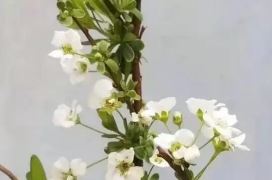 雪柳干枝开过花就报废了吗插图3 雪柳干枝开过花就报废了吗插图3