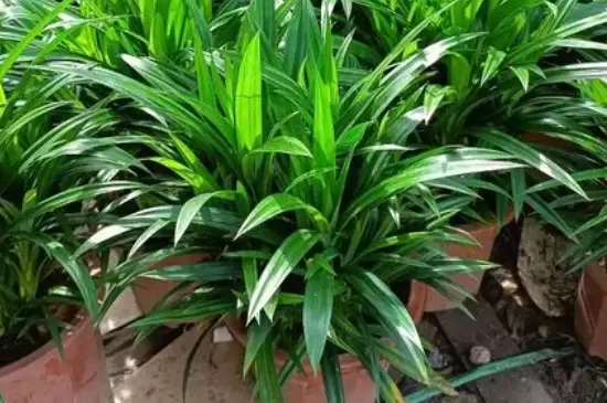 香兰叶的种植方法和注意事项插图2