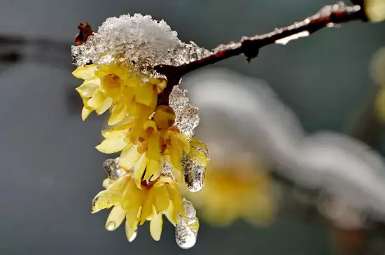 耐寒的室内花卉有哪些插图1 耐寒的室内花卉有哪些插图1