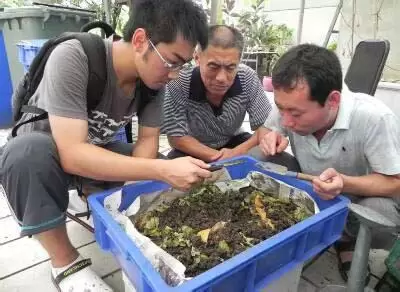 蚯蚓养殖中出现紧急问题的处理方法插图