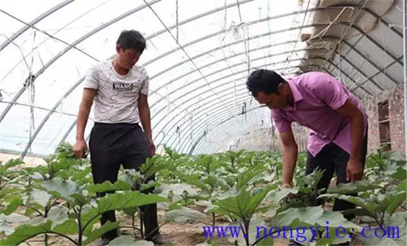 茄子栽培技术与管理要点插图1 茄子栽培技术与管理要点插图1