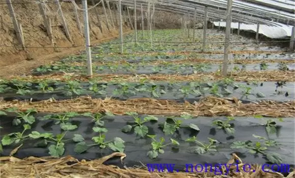 西葫芦种植时间 西葫芦什么时候种植效果好插图1
