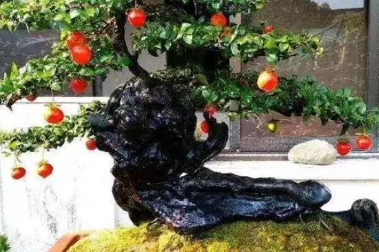 金弹子生长在山上哪些地方的插图2