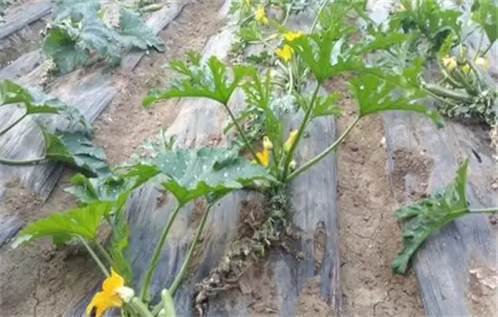 西葫芦的栽培时间与种植技术要求与步骤插图