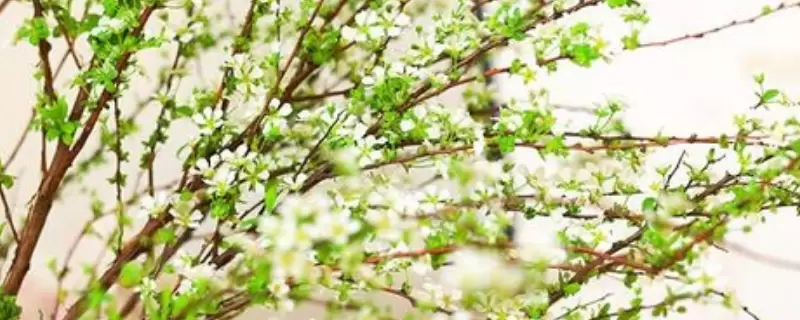 雪柳干枝开过花就报废了吗插图 雪柳干枝开过花就报废了吗插图