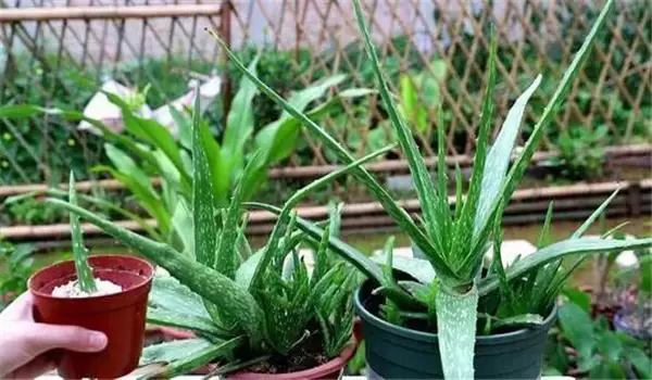 芦荟怎么养才长得好、才能更旺盛？插图4