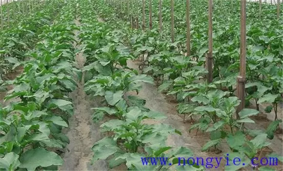 茄子定植注意事项与管理要点插图