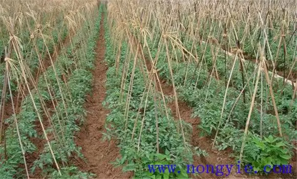 麦茬番茄种植技术：越夏番茄怎样种植效益好插图1