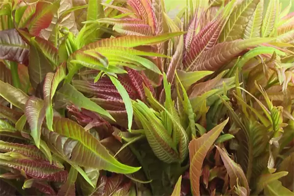 香椿一亩地种植多少棵 露天香椿树怎么种植插图1 香椿一亩地种植多少棵 露天香椿树怎么种植插图1