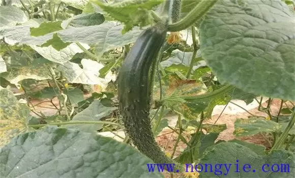 黄瓜畸形瓜形成的原因是什么 黄瓜畸形瓜防治方插图1