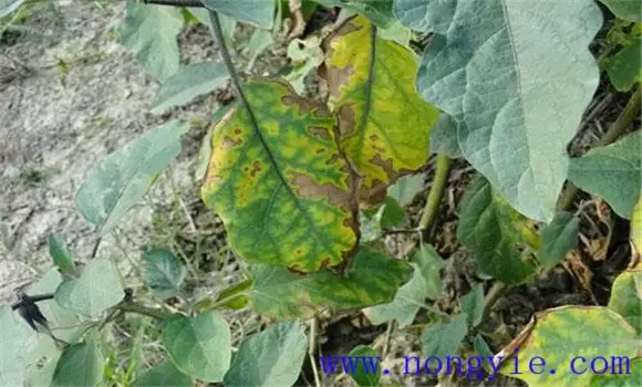 茄子病毒病的症状 发生茄子病毒病怎么办插图1 茄子病毒病的症状 发生茄子病毒病怎么办插图1