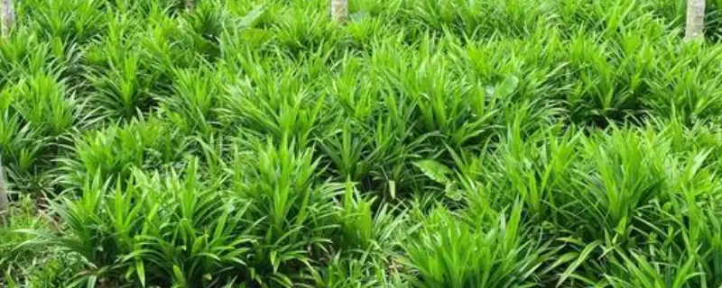 香兰叶的种植方法和注意事项插图