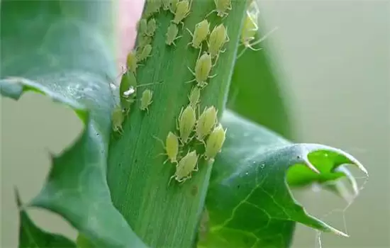 黄瓜病虫害防治：黄瓜霜霉病、白粉病、红蜘蛛插图3