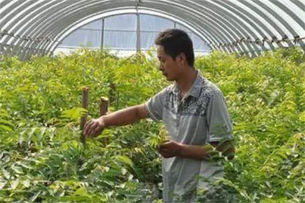 香椿矮化密植的选种、育苗要点及剪枝方法插图2 香椿矮化密植的选种、育苗要点及剪枝方法插图2
