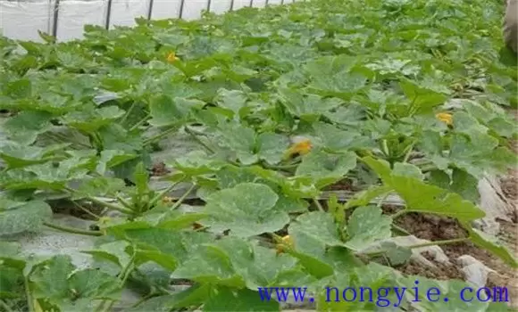 西葫芦种植管理技术及注意事项插图2