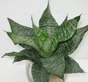 虎皮兰的功效与作用插图