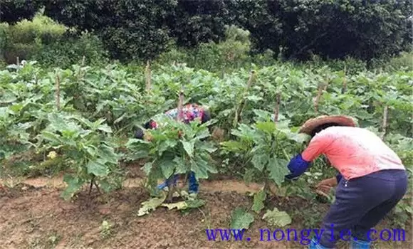 茄子再生技术简介 茄子再生栽培技术要点插图1