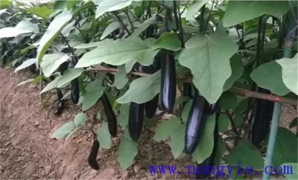 茄子双干整枝方法简介 为什么双干整枝能高产插图2