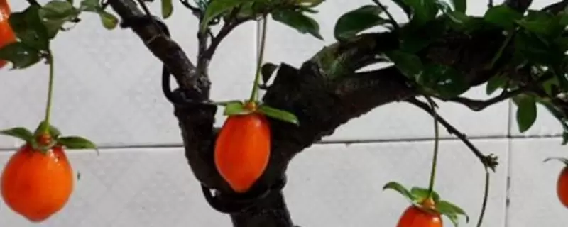 金弹子公树会结果吗插图