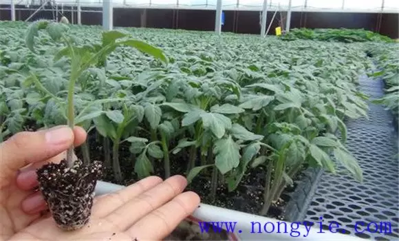 越冬番茄什么时间育苗 越冬番茄育苗方法插图2