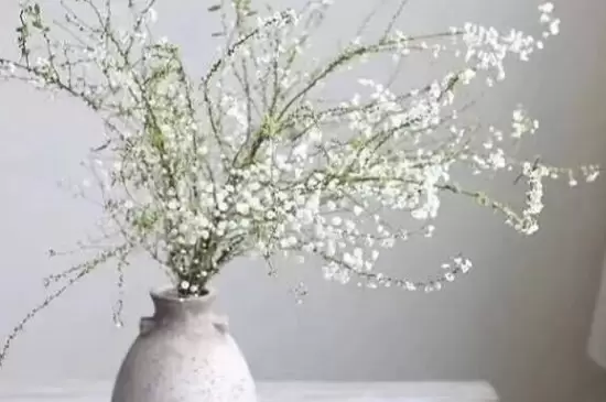 雪柳干枝为什么能开花插图1