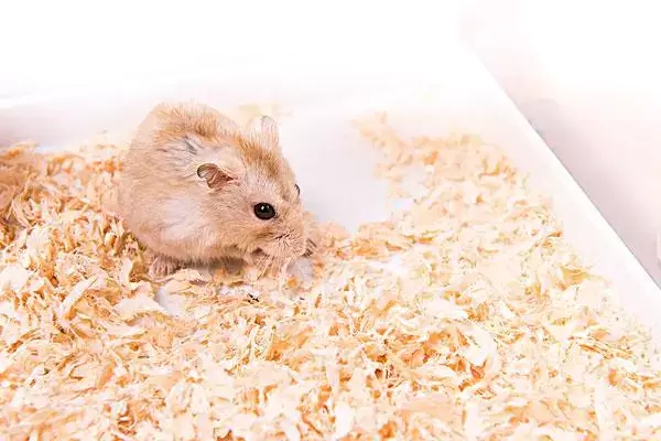 金丝熊仓鼠的饲养秘诀，食用营养丰富的食物插图1