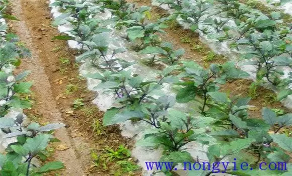 茄子嫁接育苗技术及种植技术插图1