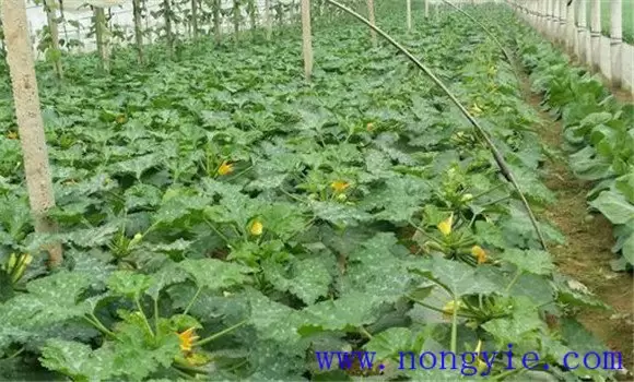 西葫芦种植时间与田间管理方法插图1