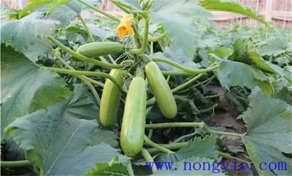 西葫芦种植密度是多少 西葫芦定植后的管理要点插图2 西葫芦种植密度是多少 西葫芦定植后的管理要点插图2