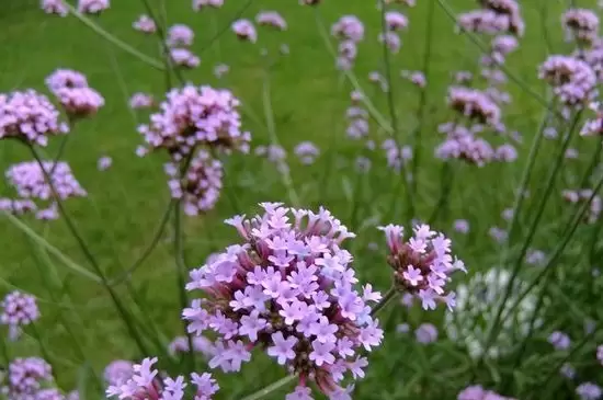 马鞭草花期插图1