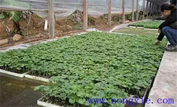 苦瓜种植管理技术与主要步骤插图1