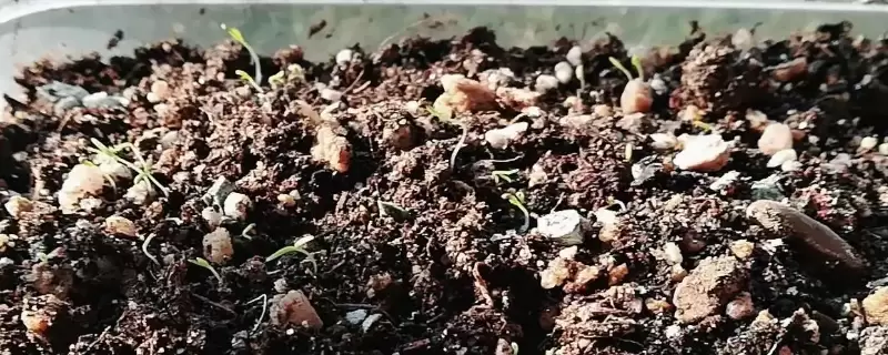 虞美人种子怎么种？最佳种植时间？插图