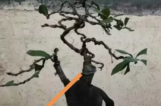 金弹子几月嫁接成活率高插图3
