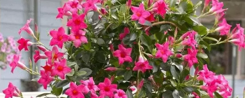 飘香藤花语和寓意插图 飘香藤花语和寓意插图