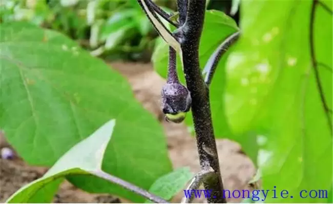 茄子灰霉病发病原因是什么 如何防治茄子灰霉病插图1